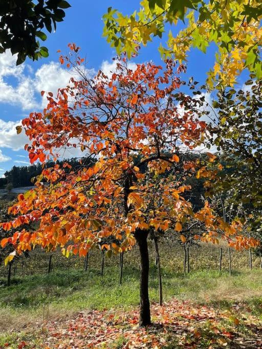 Quinta Picouto De Cima Villa Guimarães Eksteriør billede